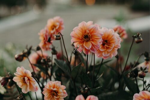 Leah  Hawley